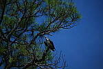 Click to see Y-DP-0860.JPG