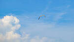 Click to see Y-DP-0941-edt.jpg