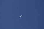 Click to see Y-DP-0953.JPG