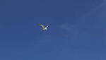 Click to see Y-DP-0961-edt.jpg