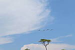 Click to see Y-DP-10005.JPG