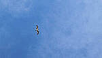 Click to see Y-DP-10008-edt.jpg