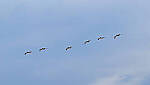 Click to see Y-DP-10010-edt.jpg