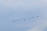 Click to see Y-DP-10010.JPG
