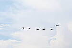 Click to see Y-DP-10011.JPG