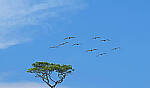 Click to see Y-DP-10016-edt.jpg