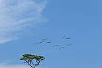 Click to see Y-DP-10016.JPG