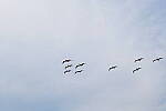 Click to see Y-DP-10017.JPG