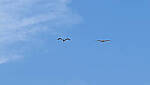 Click to see Y-DP-10029-edt.jpg