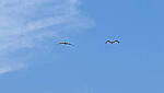 Click to see Y-DP-10030-edt.jpg