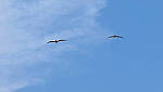 Click to see Y-DP-10033-edt.jpg