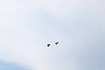 Click to see Y-DP-10039.JPG