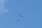 Click to see Y-DP-10048.JPG