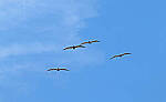 Click to see Y-DP-10050-edt.jpg