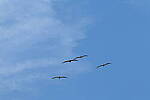 Click to see Y-DP-10050.JPG