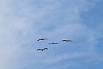 Click to see Y-DP-10052.JPG