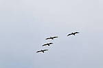 Click to see Y-DP-10056.JPG
