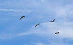 Click to see Y-DP-10064-edt.jpg