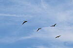 Click to see Y-DP-10064.JPG