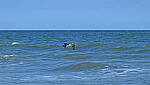 Click to see Y-DP-10067-edt.JPG