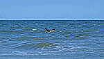 Click to see Y-DP-10068-edt.JPG