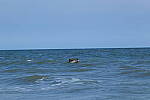 Click to see Y-DP-10069.JPG