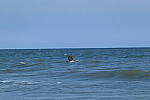Click to see Y-DP-10071.JPG