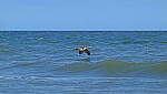 Click to see Y-DP-10072-edt.jpg