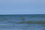Click to see Y-DP-10072.JPG