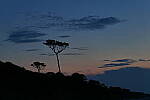 Click to see Y-DP-10154.JPG