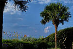 Click to see Y-DP-10315-edt.jpg