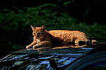 Click to see Y-DP-10317-edt.jpg