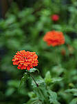 Click to see Y-DP-85mm-1208-EDT.JPG