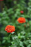Click to see Y-DP-85mm-1208.JPG