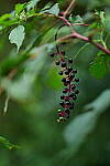 Click to see Y-DP-85mm-1221.JPG