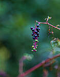 Click to see Y-DP-85mm-1226-EDT.JPG