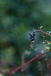 Click to see Y-DP-85mm-1226.JPG