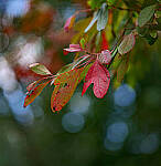 Click to see Y-DP-85mm-1230-EDT.JPG