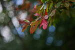 Click to see Y-DP-85mm-1230.JPG