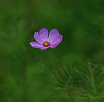Click to see Y-DP-85mm-1232-EDT.JPG