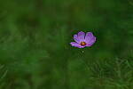 Click to see Y-DP-85mm-1232.JPG