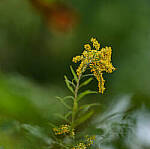 Click to see Y-DP-85mm-1247-EDT.JPG