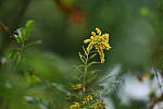 Click to see Y-DP-85mm-1247.JPG