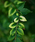 Click to see Y-DP-85mm-1248-EDT.JPG