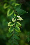 Click to see Y-DP-85mm-1248.JPG