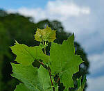 Click to see Y-DP-85mm-1263-EDT.JPG