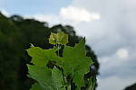 Click to see Y-DP-85mm-1263.JPG