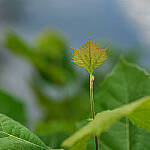 Click to see Y-DP-85mm-1269-EDT.JPG