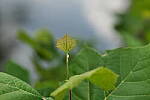 Click to see Y-DP-85mm-1269.JPG