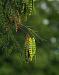 Click to see Y-DP-85mm-1278-EDT.JPG